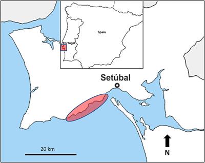 Estimating age and growth parameters for three commercial NE-Atlantic sea cucumbers, Holothuria mammata, H. forskali and H. arguinensis, in a marine protected area